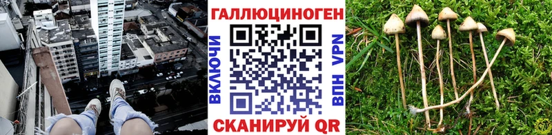 где можно купить   Череповец  Псилоцибиновые грибы GOLDEN TEACHER 